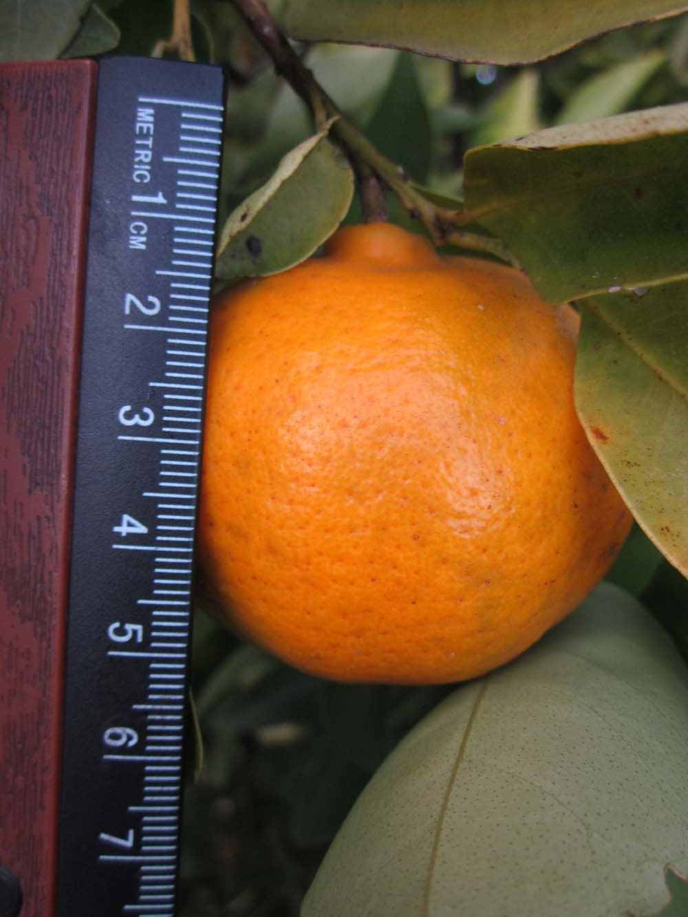              Fruit (Winter Haven, FL)       